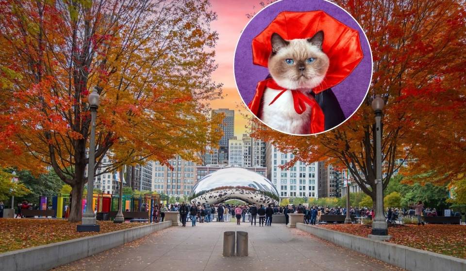 A Halloween cat tour is coming to Chicago this fall—here’s how you and your kitty can get involved