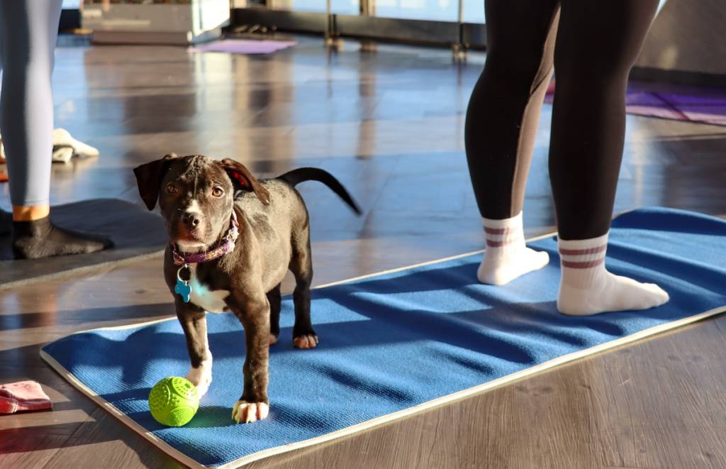 Puppy yogat at 360 Chicago