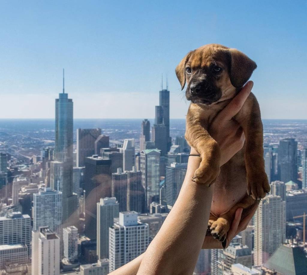 Puppy at 360 Chicago puppy yoga