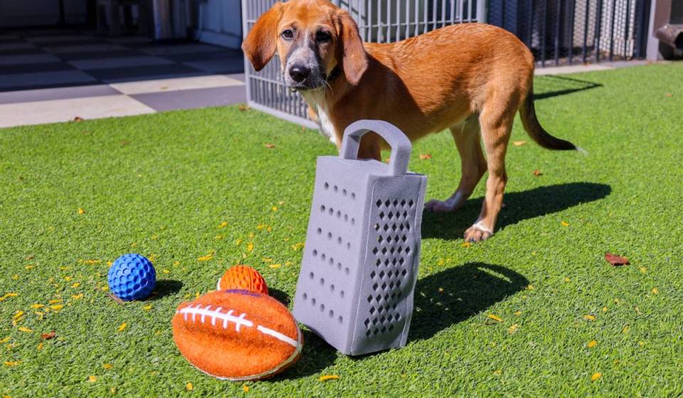 Chicago’s famous cheese grater hat now comes in a $30 dog size for the Bears-Packers game