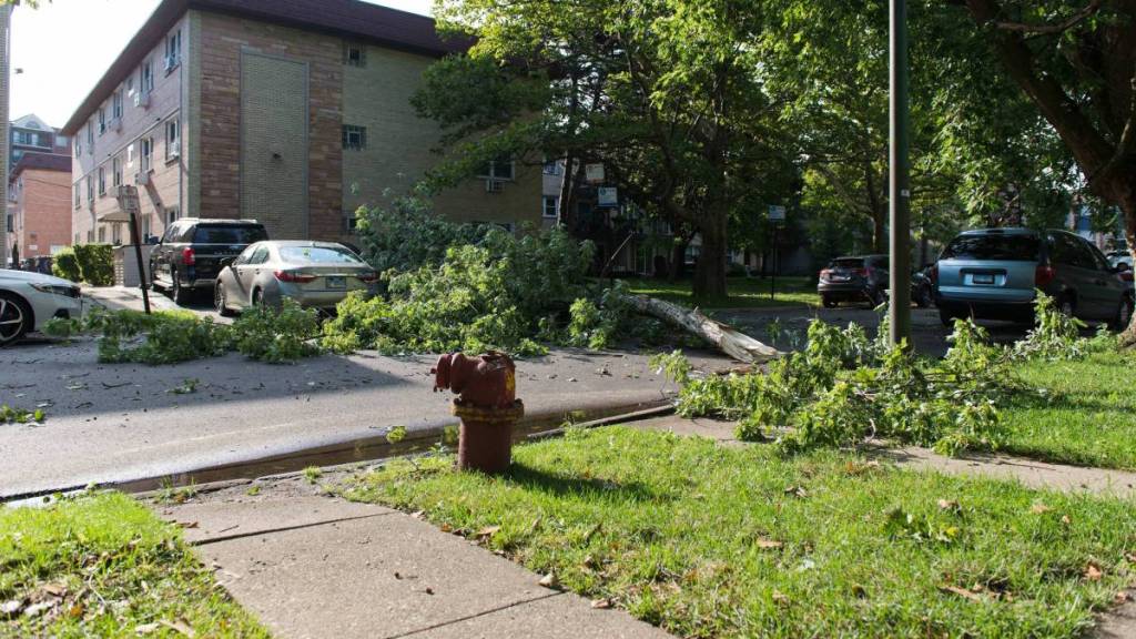 Consecuencias del tornado en Chicago. Una rama de árbol cayó sobre la carretera. Consecuencias de la tormenta.