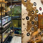 The Insect Asylum: Chicago’s interactive taxidermy museum