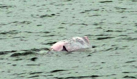 Pink Dolphin Spotted In Singapore And Some Say It Points To An Improved Quality Of Water
