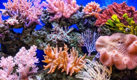 Bleaching Has Halved The Size Of Our Coral Reefs Since 1995
