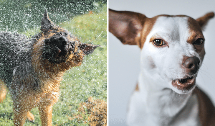 The ‘Unflattering Dog Photo Challenge’ Is Taking Over Social Media And The Photos Are Hilarious