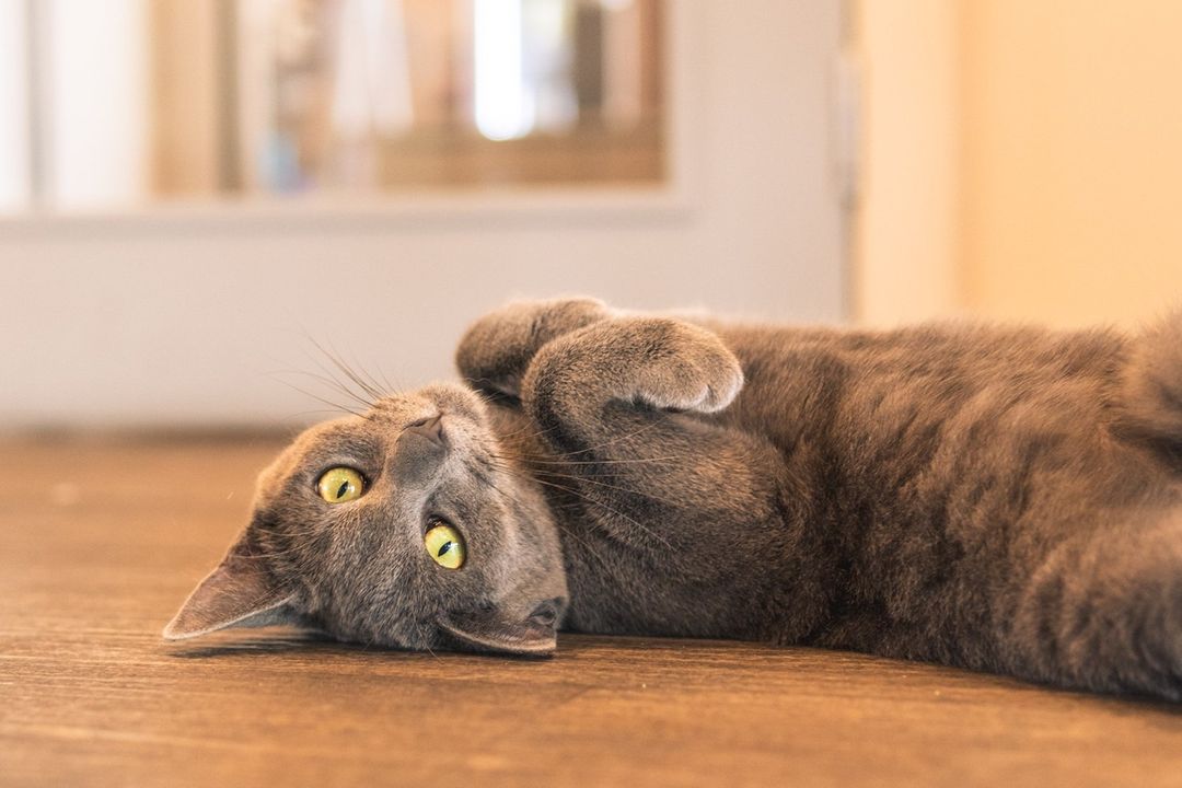 Catnap Café Beautiful Cats And Coffee At Christchurch's Only Cat Café