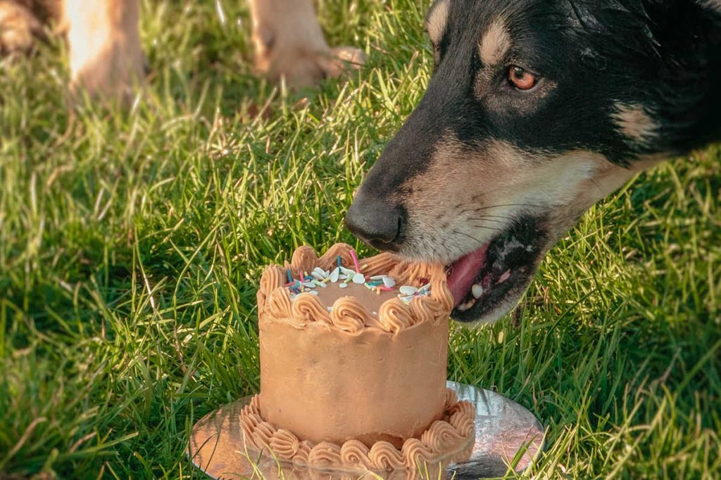 Celebrate Your Dogs Birthday In Christchurch With Cakes From These Epic