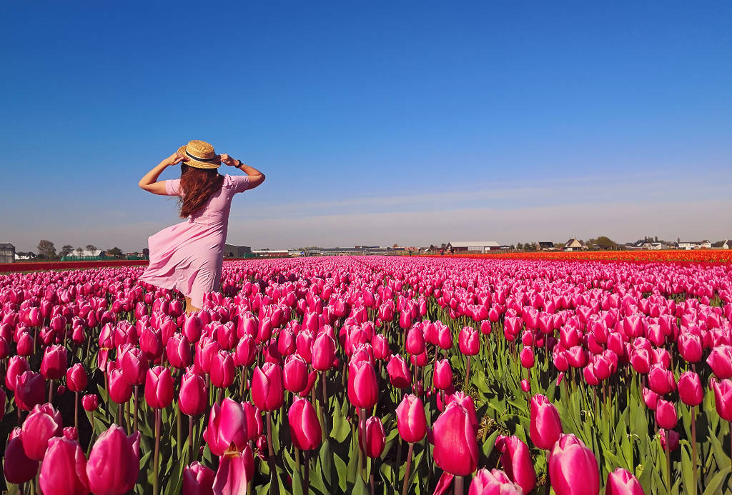 Image shows a woman in a dress and hat walking through a field of tulips.