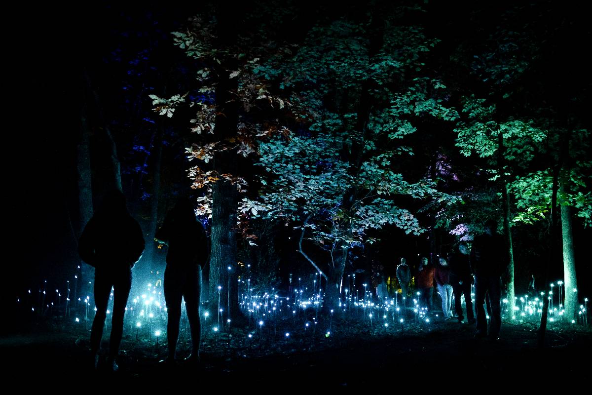 Journey Through An Enchanted Forest Of Light At Astra Lumina