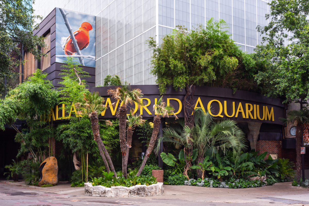 here-s-our-guide-to-aquariums-in-dallas