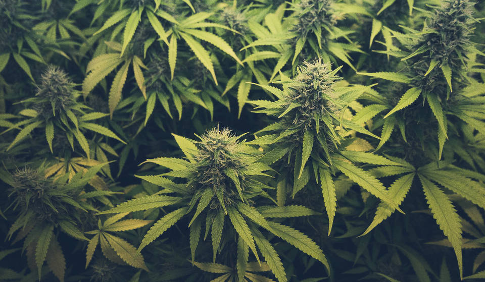 El gobernador Greg Abbott veta el proyecto de ley que prohíbe el THC en Texas