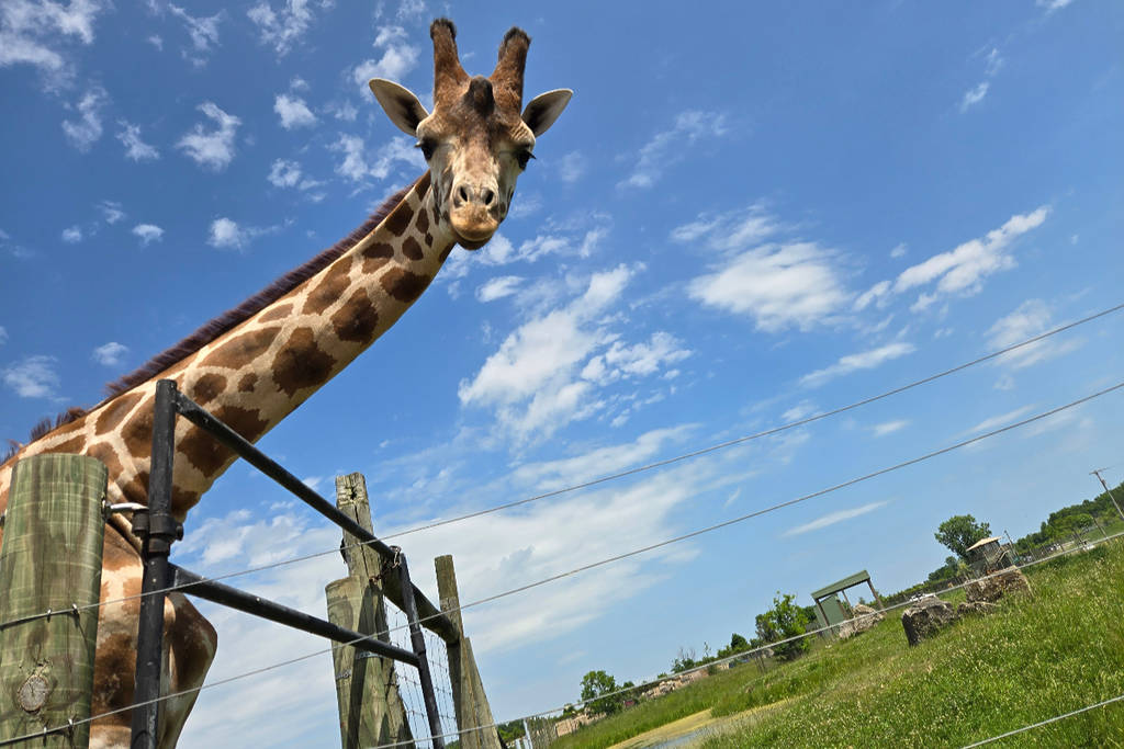 Image shows a giraffe from the POV of a vehicle.
