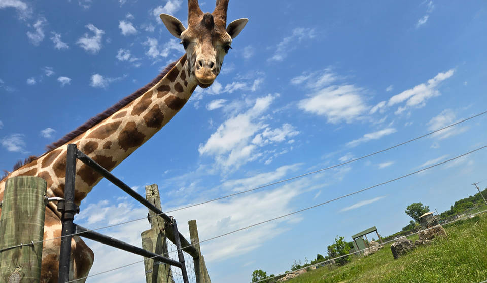 Encuentre todo tipo de animales exóticos en este safari en coche a las afueras de Dallas