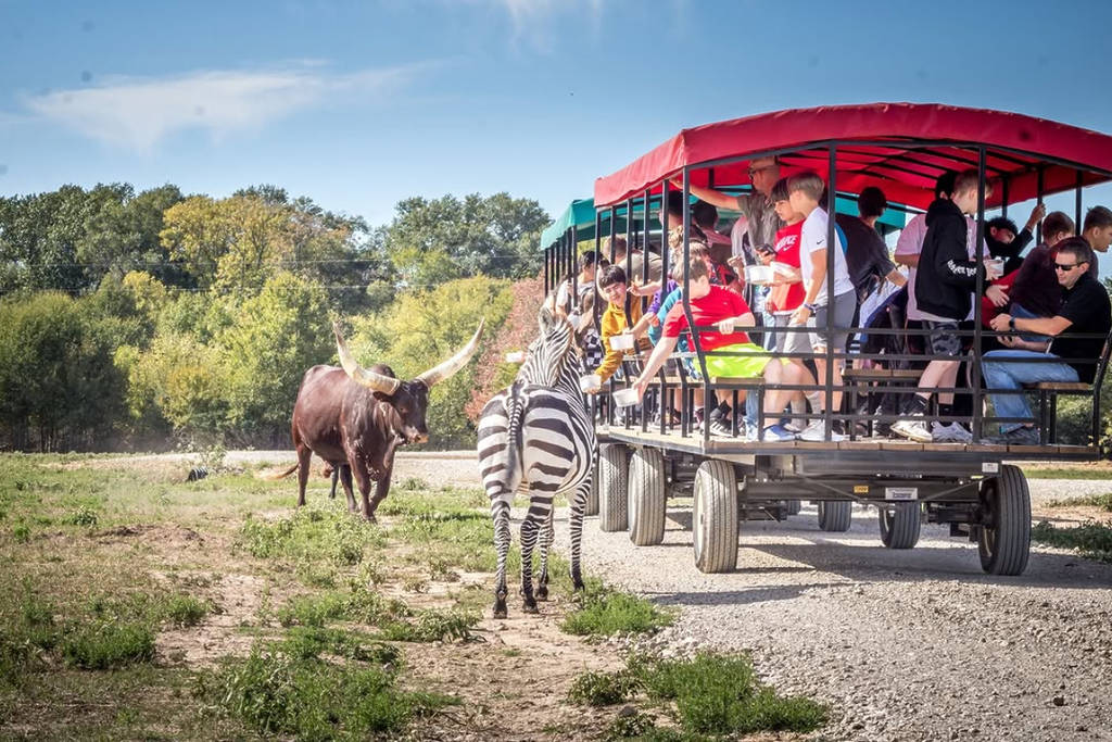 Image shows a wagon ride at Texas Zoofari Park outside Dallas as its being approached by a wildebeest and zebra.