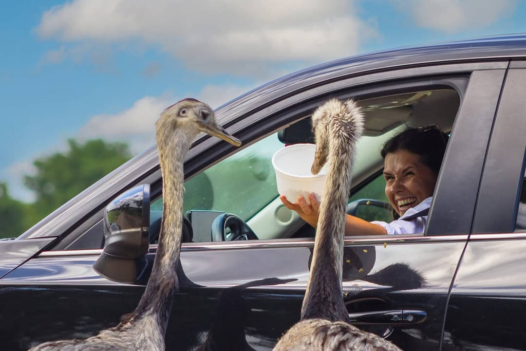 Image shows a vehicle at Zoofari Park in Texas feeding ostriches.