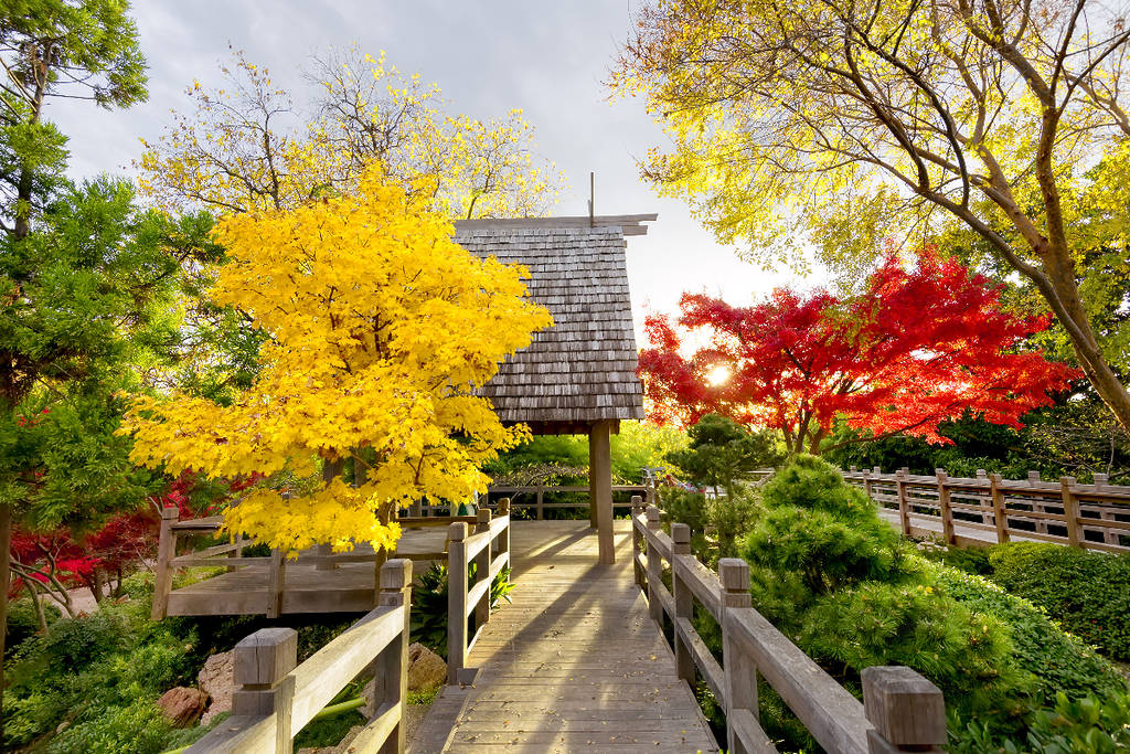 Image shows a path at the Fort Worth Japanese Garden during the autumn.