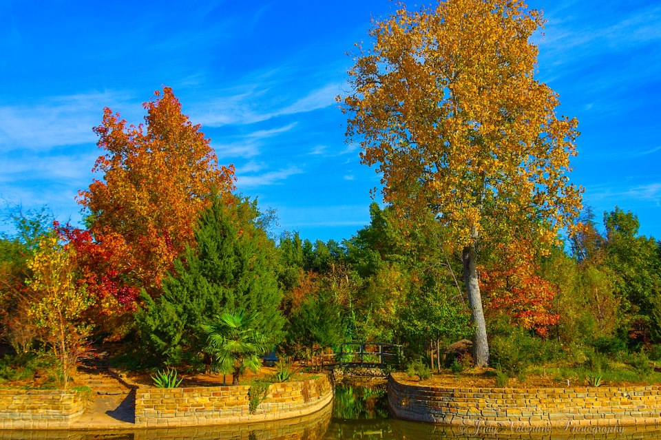 Image shows autumn foliage in Mineral Wells, Texas.