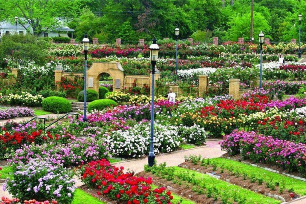Image shows the Tyler Municipal Rose Garden during peak bloom.