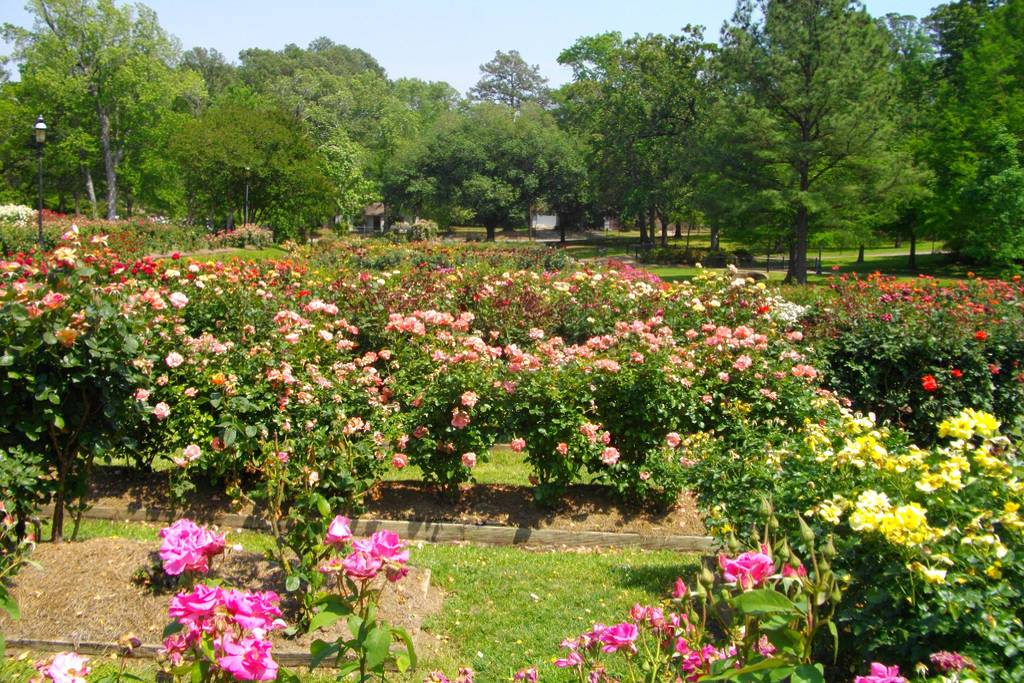 La imagen muestra rosas en flor en la Rosaleda Municipal de Tyler, Texas, la mayor rosaleda del país.