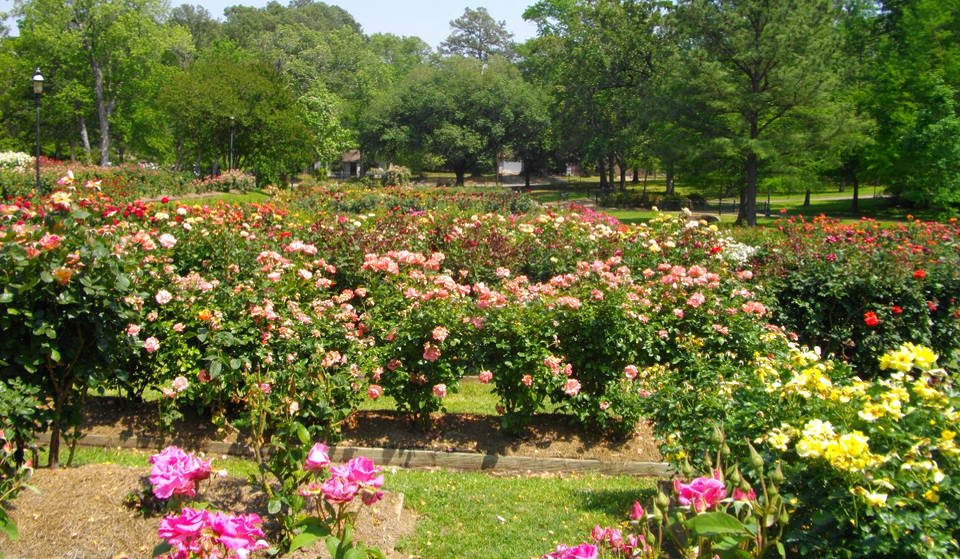 ‘Rose Capital of America’: The Largest Rose Garden In The Nation Is Just 90 Minutes From Dallas—And Entry Is Free