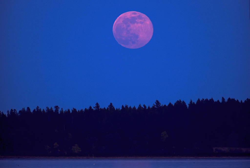 Image shows a tinted moon above a silhouetted tree line.