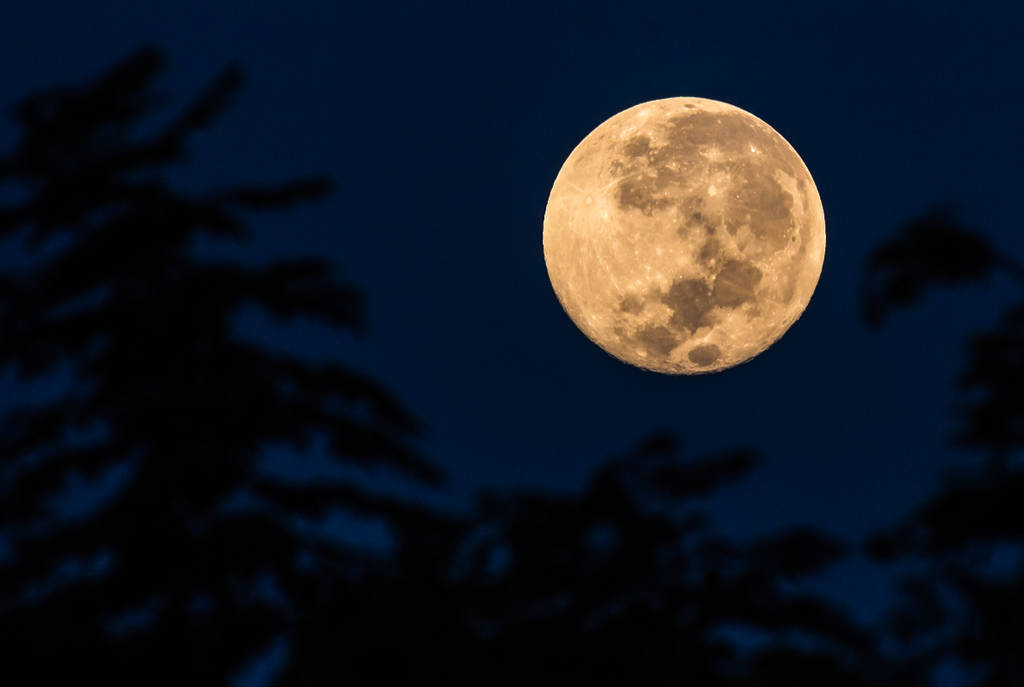 Imagen muestra una superluna en el cielo detrás de siluetas de ramas de árboles.