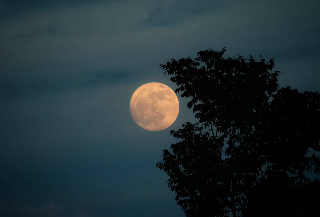 Image shows a full moon beyond a tree line.