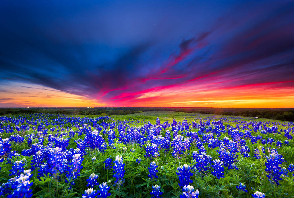 Image shows a field of bluebonnets with a sunset.