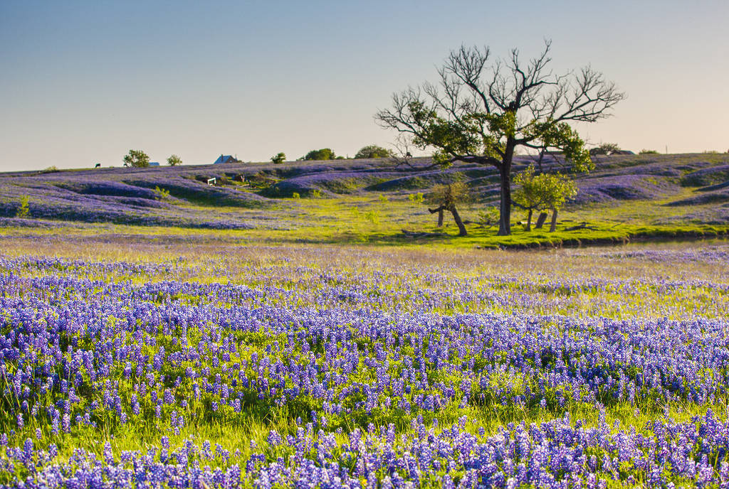 Image shows a field of bluebonnets in Ennis, Texas.