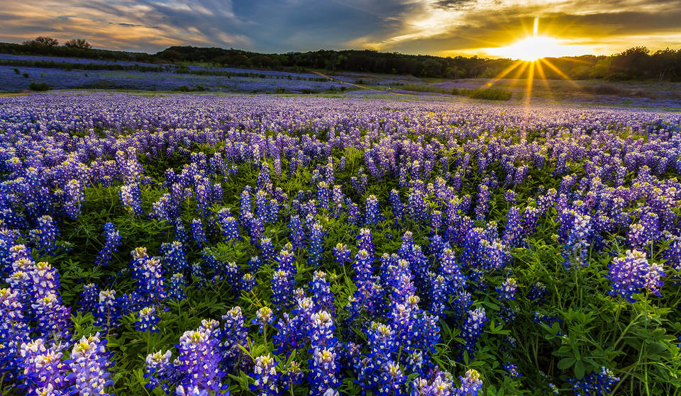 Paint the Town Blue: The Ennis Bluebonnet Trails & Festival Returns This April Just Outside Dallas