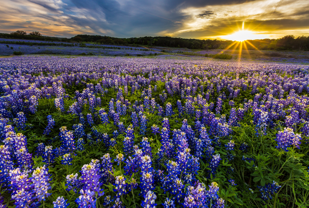 Paint the Town Blue: The Ennis Bluebonnet Trails & Festival