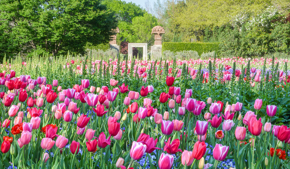 El Arboreto de Dallas presenta la exposición a gran escala «Bunnies, Birds &amp; Butterflies» este mes de abril