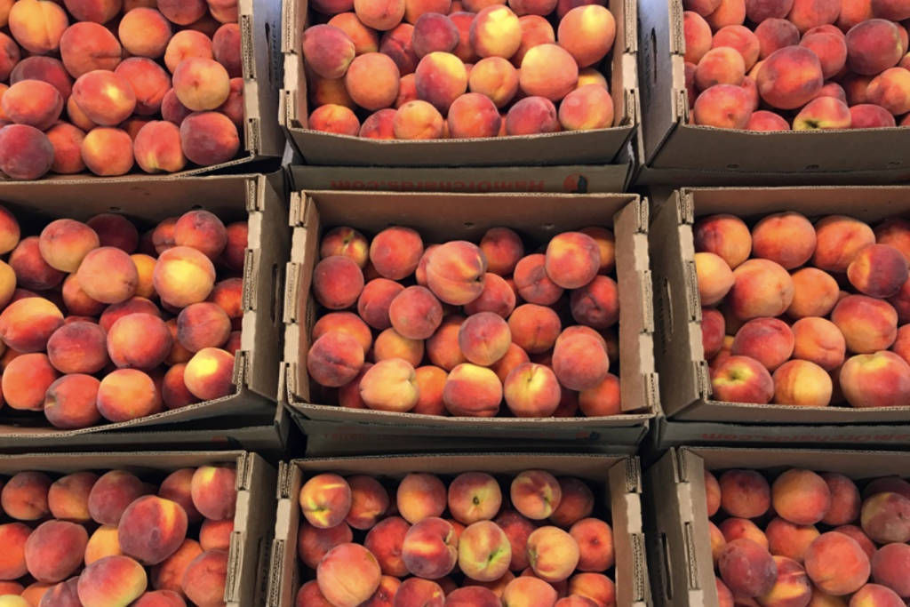 This sprawling peach orchard has just opened for the season with over 10,000 peach trees right outside Dallas