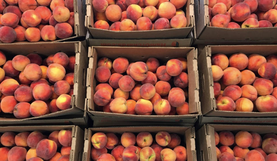 This sprawling peach orchard has just opened for the season with over 10,000 peach trees right outside Dallas