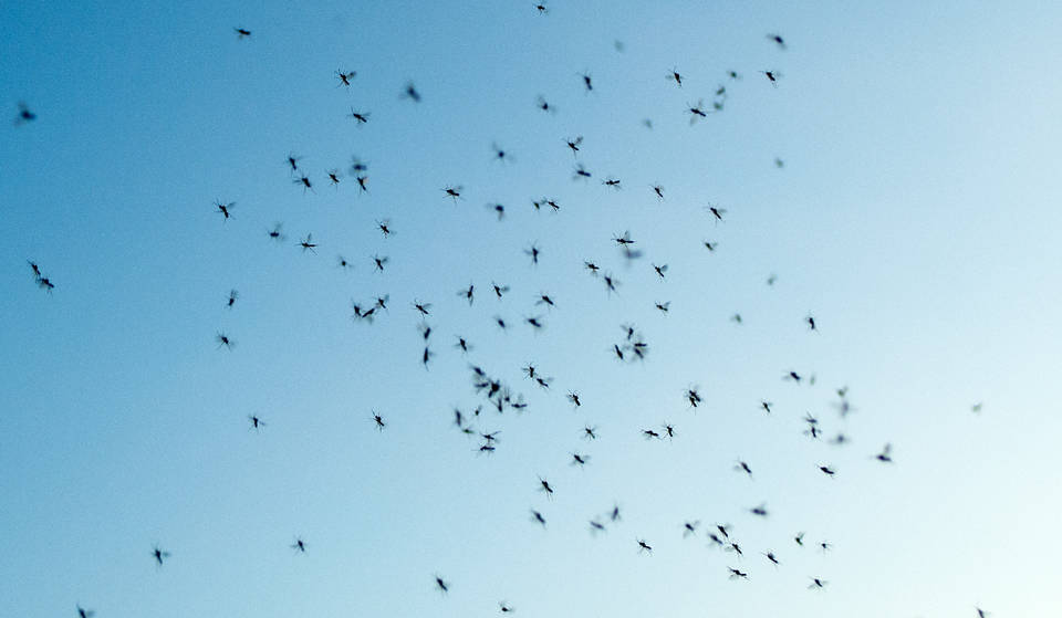 Dallas se situó como una de las ciudades con mayor infestación de mosquitos de Estados Unidos