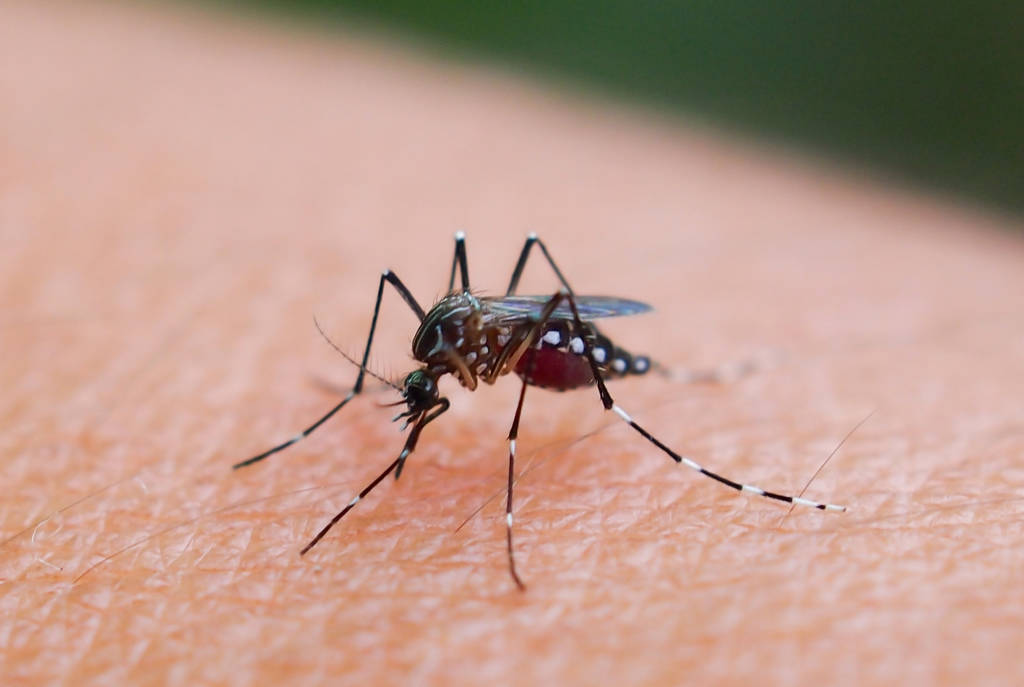 La imagen muestra un mosquito sobre la piel de una persona.