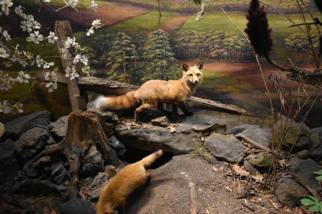 La imagen muestra una exposición de zorros en su hábitat natural.