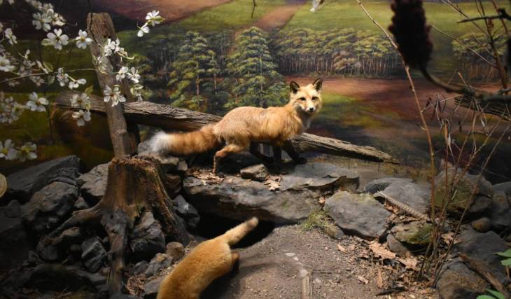 Tras una reapertura limitada, el Museo de Historia Natural de Dallas vuelve a abrir sus puertas de forma permanente en Fair Park