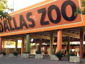For two days only, you can enjoy the Dallas Zoo for just $1 as the legendary attraction brings back its signature summer event