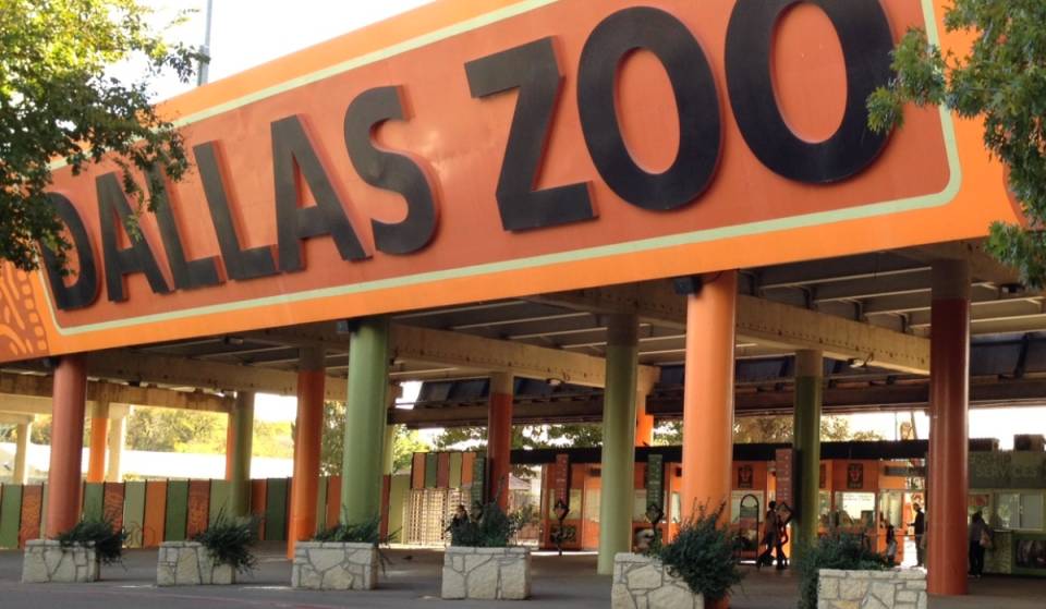 Solo durante dos días, podrás disfrutar del zoológico de Dallas por solo 1 dólar, ya que esta legendaria atracción vuelve a organizar su emblemático evento de verano