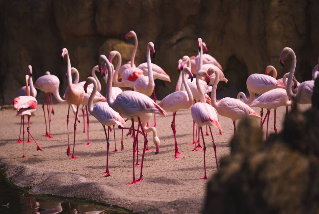 La imagen muestra una bandada de flamencos