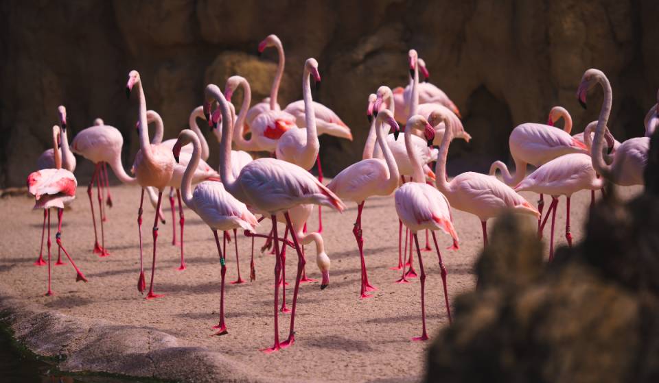 El zoológico de Dallas va a acoger una enorme ampliación de 119 millones de dólares con un nuevo recorrido de safari de 15 acres