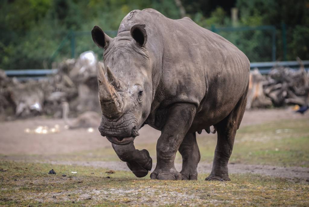 La imagen muestra a un rinoceronte en un zoológico. 