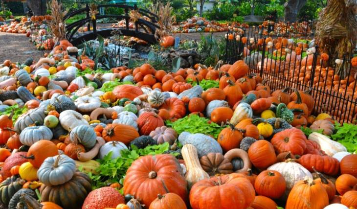 ‘Dallas’s favorite fall tradition’: A massive 66-acre autumn wonderland packed with over 100,000 pumpkins and giant art houses returns this September
