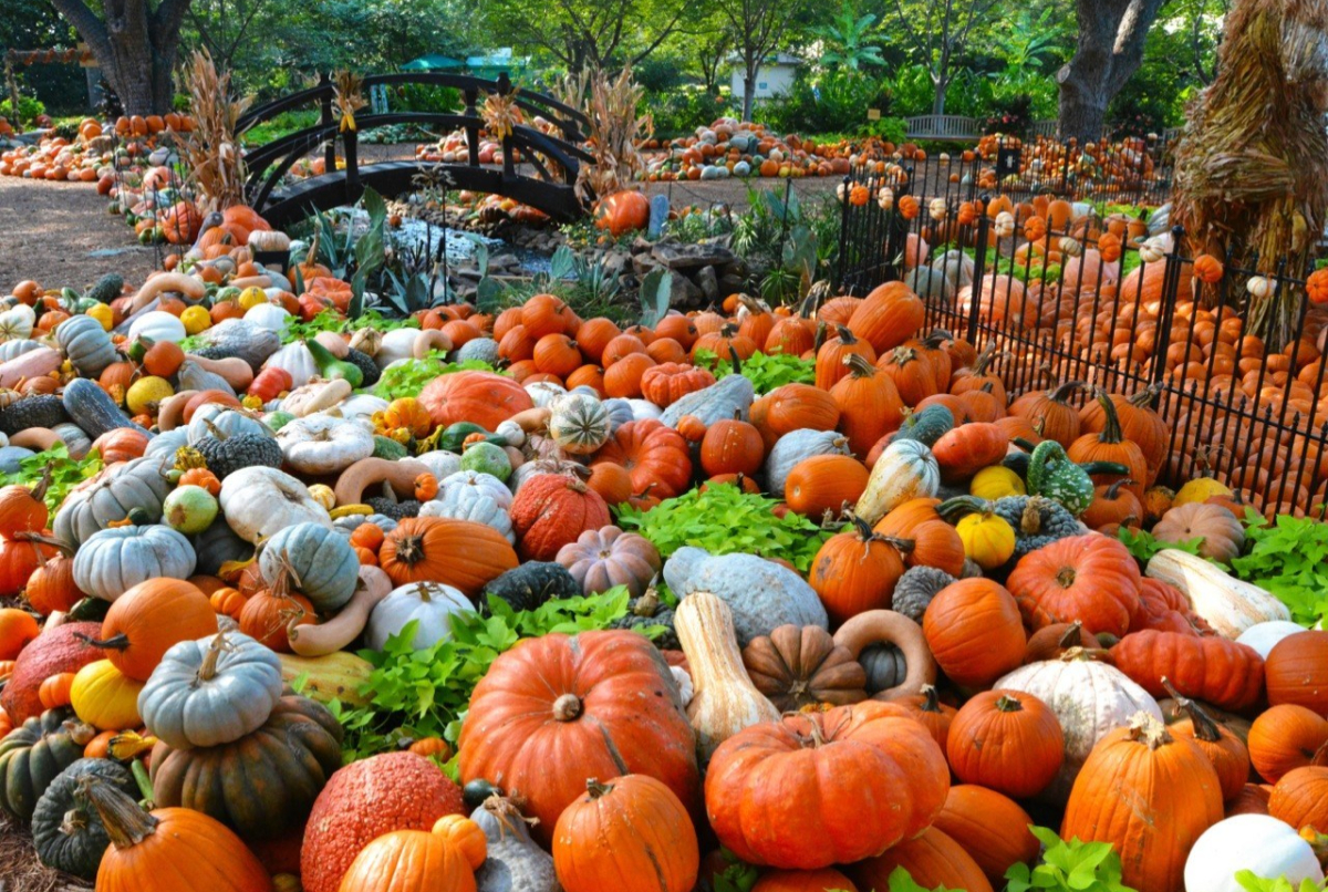 ‘Dallas’s favorite fall tradition’: A massive 66-acre autumn wonderland packed with over 100,000 pumpkins and giant art houses returns this September