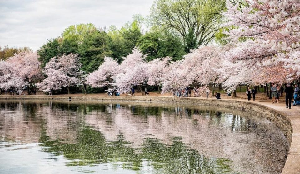 10 Stunning Spots In Which To Admire The Cherry Blossoms This Season