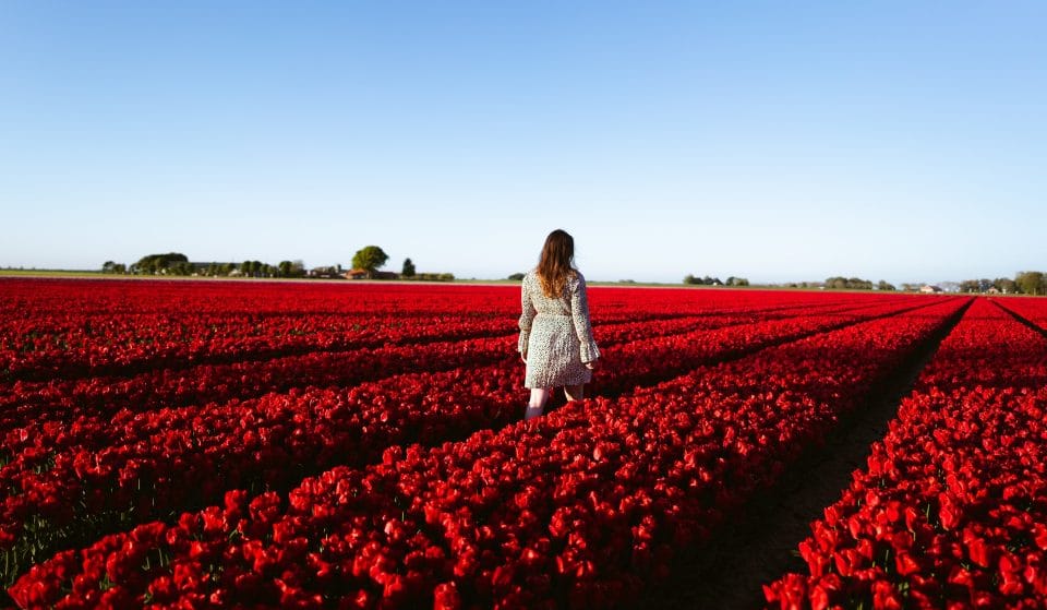 Get Lost In A Colorful Sea Of Flowers In Northern Virginia This Spring
