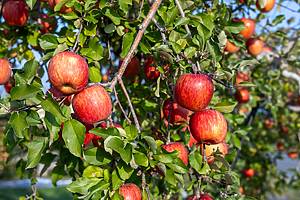 These 10 apple-picking destinations near D.C. are perfect for an early fall day trip