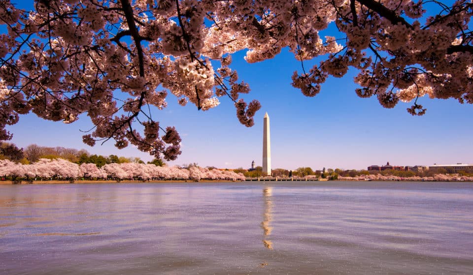 Washington, D.C.’s Cherry Blossoms Have Officially Entered The ‘Waking Up’ Phase Of Their 2026 Bloom