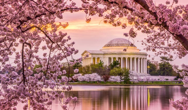 9 Spots To See The Washington, D.C. Area’s Cherry Blossoms During 2026’s Peak Bloom